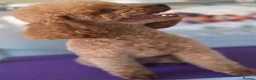 Toy Poodle dogs for sale: Toy poodle adult male  - Advert 6