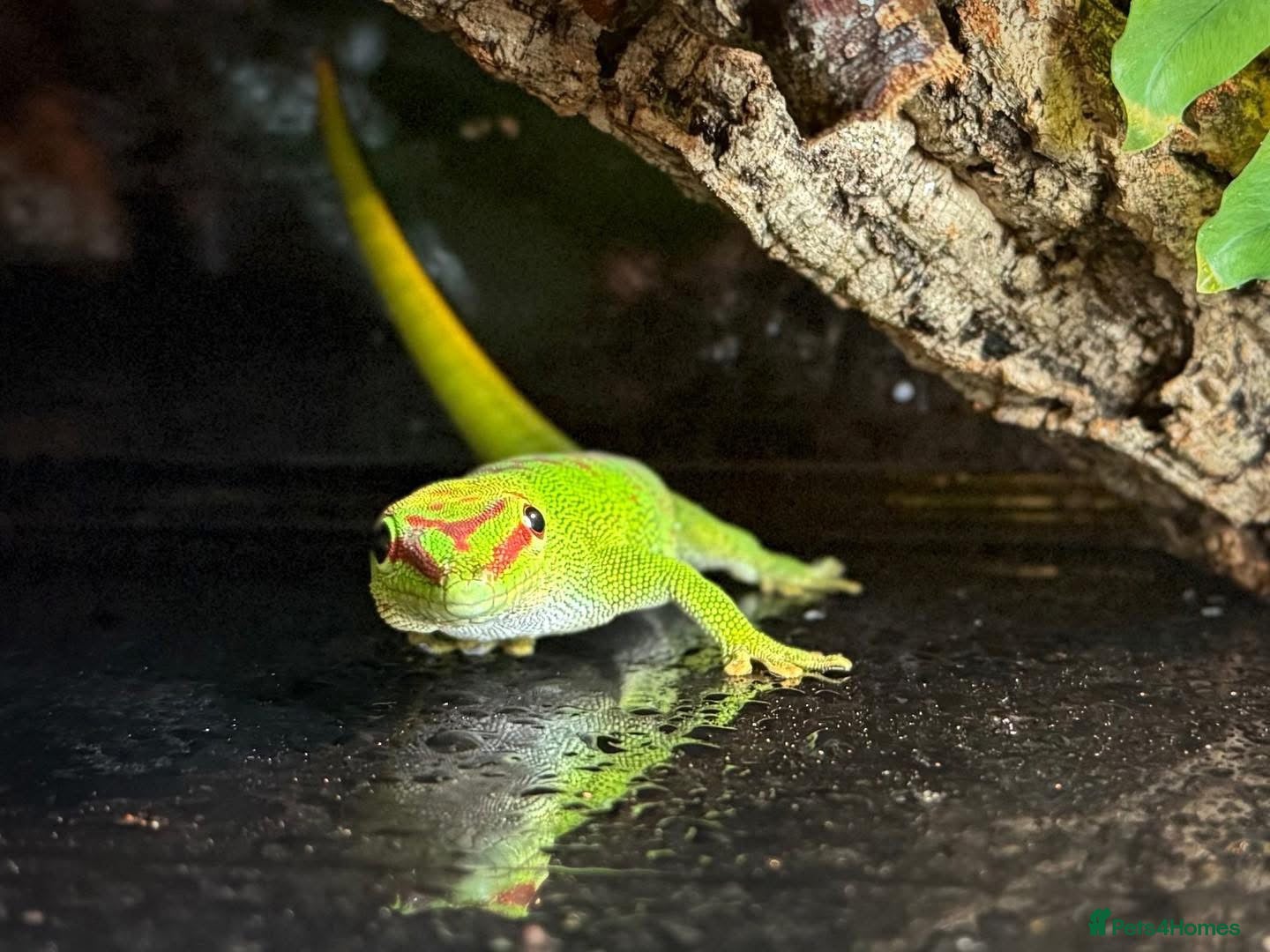 Gecko reptiles Madagascan Giant Day Gecko Female Trio - Advert 18