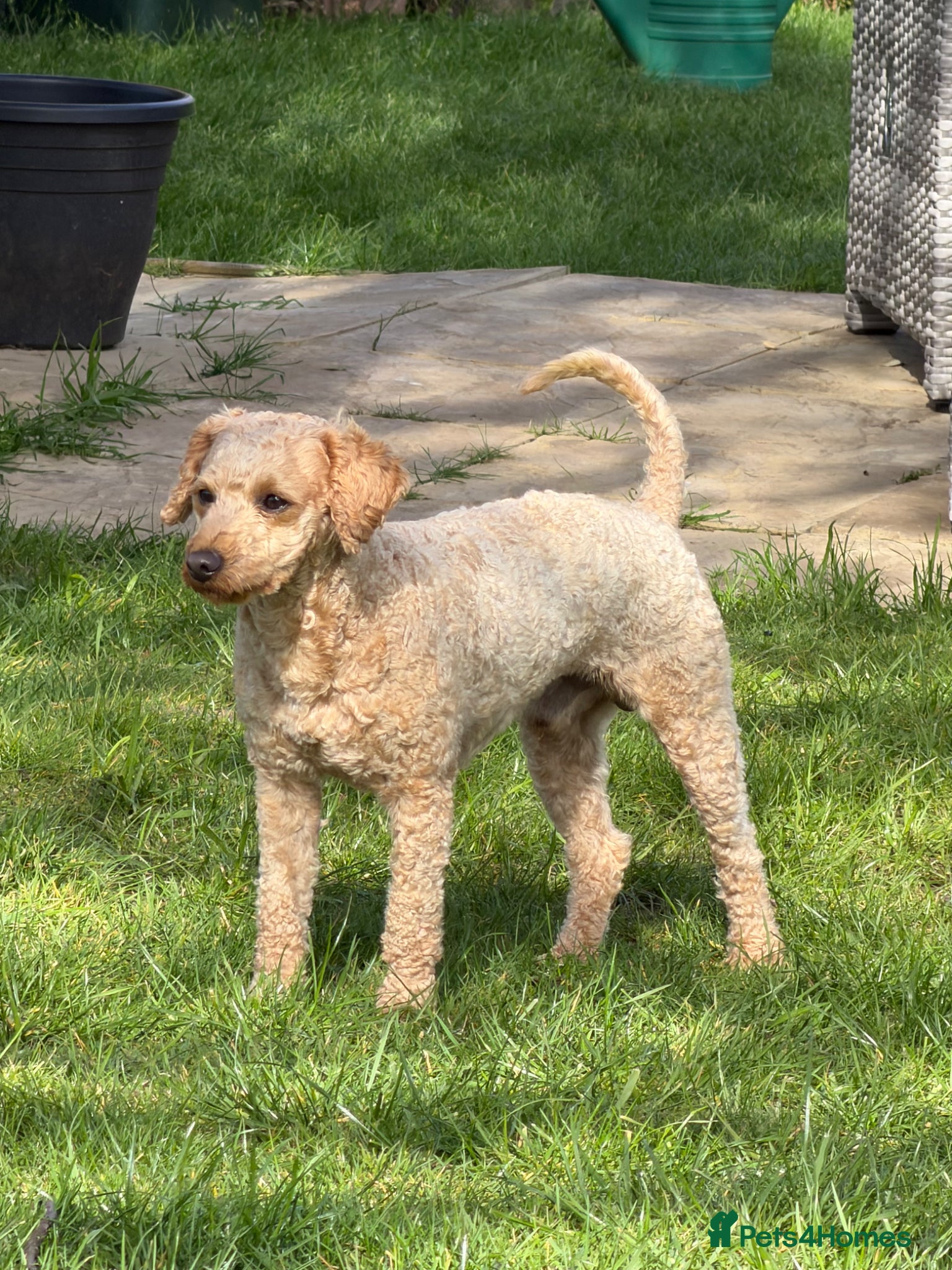 Cockapoo dogs KC Reg Toy Poodle Stud Dog DNA Tested Somerset - Advert 16