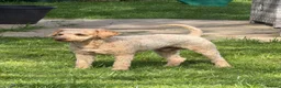 Cockapoo dogs for stud: KC Reg Toy Poodle Stud Dog DNA Tested Somerset - Advert 3