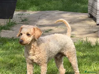 Cockapoo dogs KC Reg Toy Poodle Stud Dog DNA Tested Somerset - Advert 16