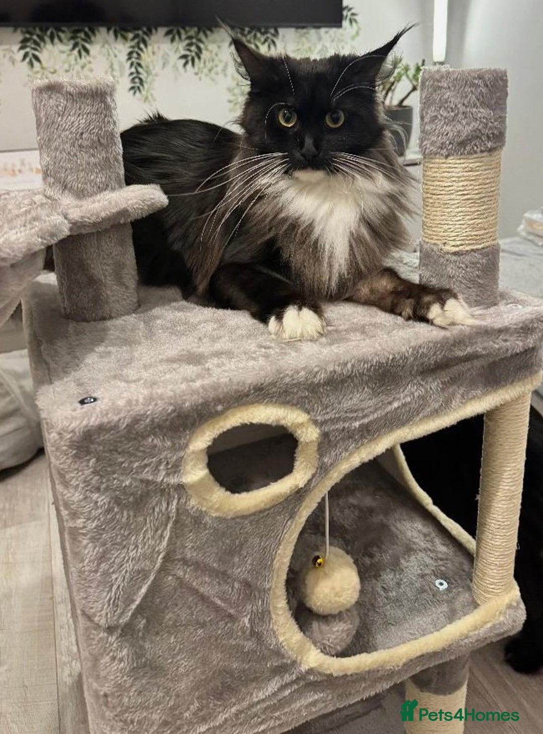 Maine Coon cats for sale: Maine Coon kittens/ Ready to Now    - Advert 5