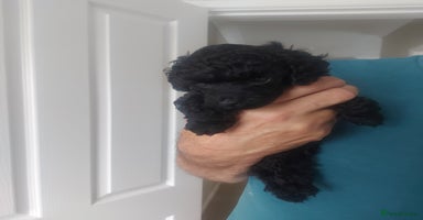 Toy Poodle dogs - Advert 4