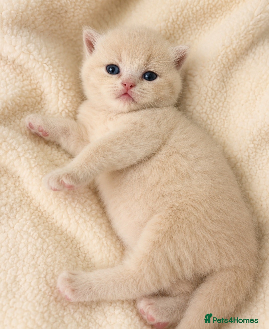 British Shorthair cats **Last 2 females available** GCCF BSH kittens  - Advert 18