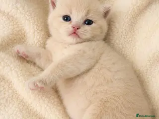 British Shorthair cats **Last 2 females available** GCCF BSH kittens - Advert 18
