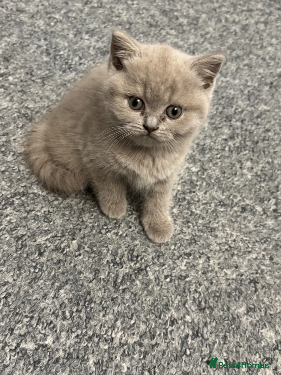 British Shorthair cats for sale: Ready to be adopted full lilac bsh kittens - Advert 12