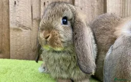 Mini Lop rabbits for sale: VACCINATED, wormed & fleaed MINI BABES READY NOW - Image 16