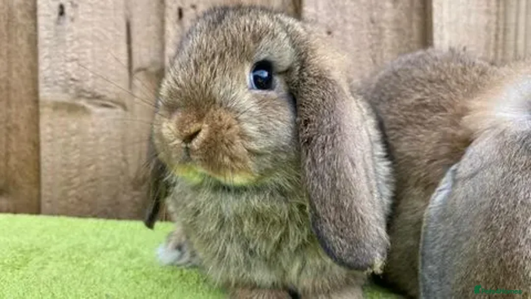 Mini Lop rabbits for sale: VACCINATED, wormed & fleaed MINI BABES READY NOW - Image 16