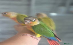 Conures birds for sale: Conures - Image 4