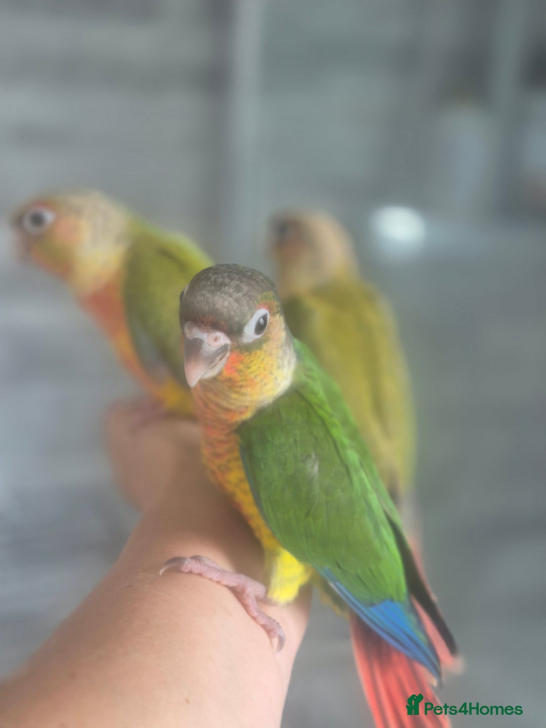 Conures birds for sale: Conures - Image 4