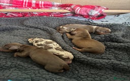 Miniature Dachshund dogs for sale: Miniature dachshund  - Image 2