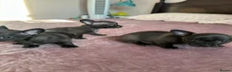 Chihuahua dogs for sale: Chihuahua puppies for sale - Advert 21