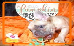 French Bulldog dogs for sale: Hello Pumpkin KC Frenchie Bulldogs A* Ready Soon! - Image 16