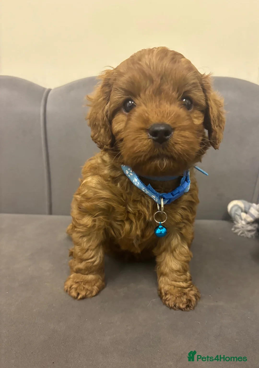 Cavapoo dogs for sale: Stunning F1 Toy Cavapoo Pups - Advert 40
