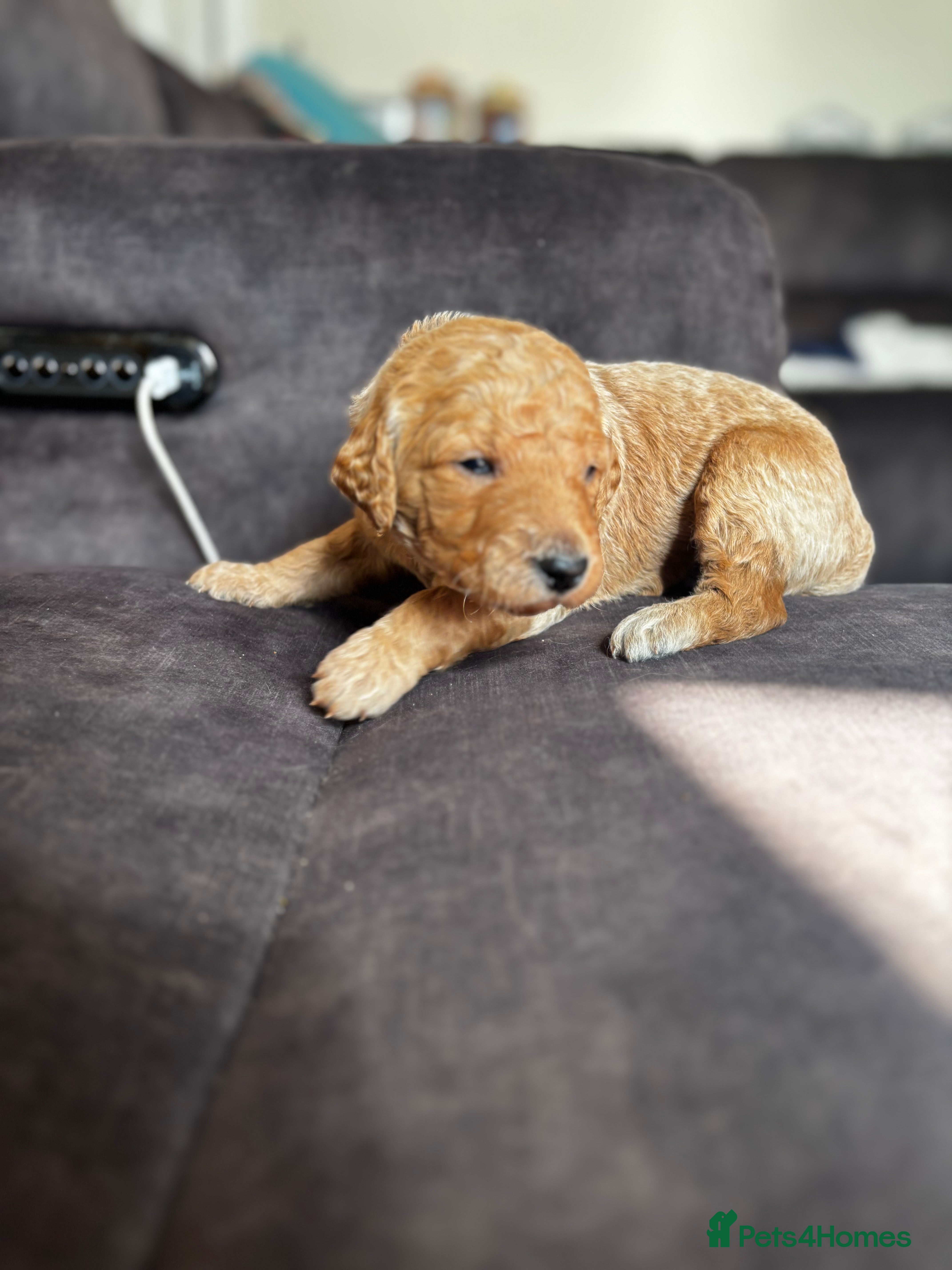 Double Doodle dogs for sale: Beautiful double/golden doodles from family pet - Advert 38