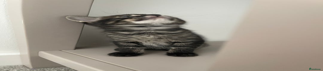 Bengal Kitten 5 - BB