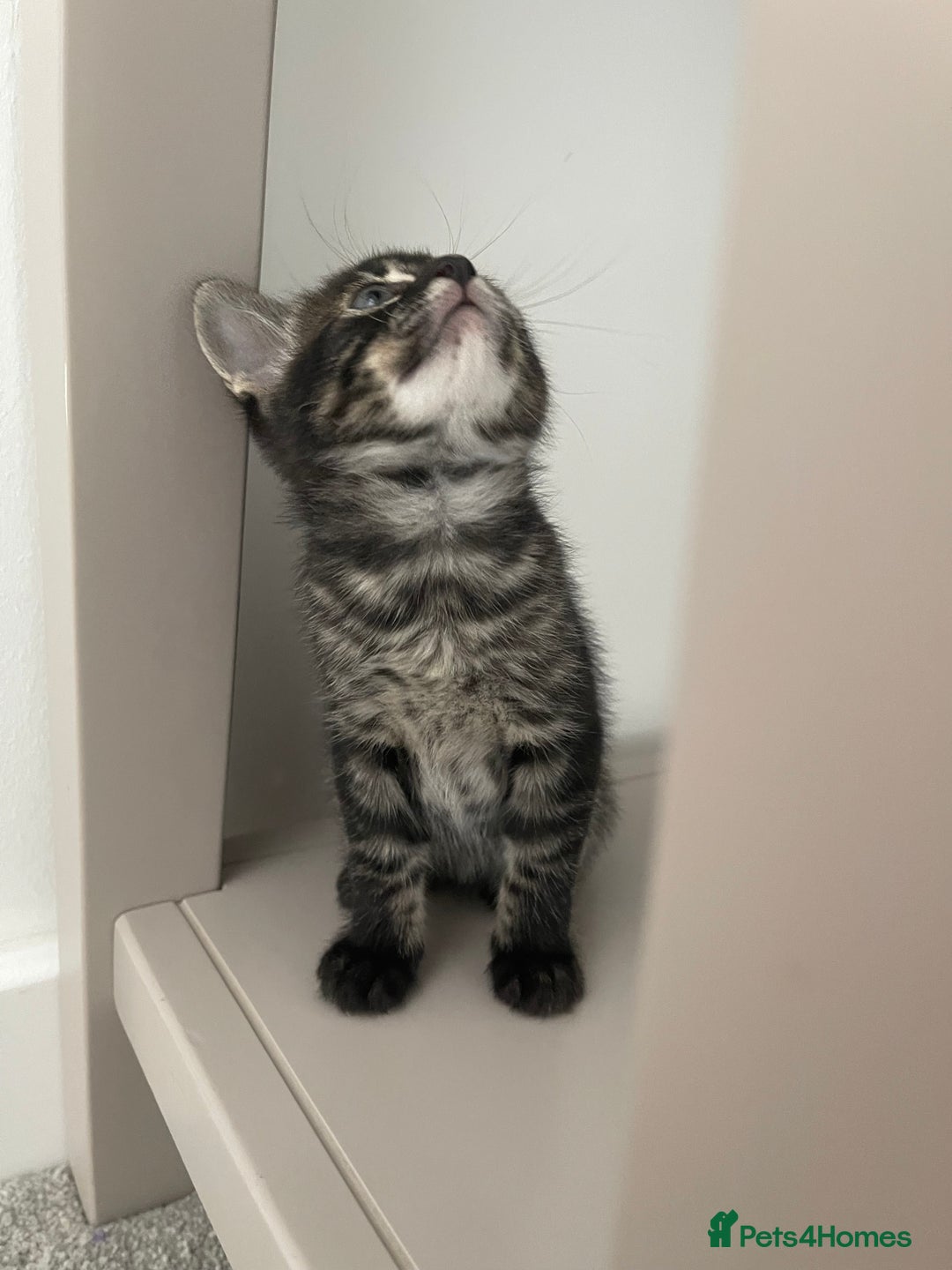 Bengal cats for sale: Adorable kittens looking for their forever homes  - Image 7