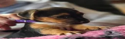 Jack Russell dogs for sale: Beautiful Jack Russell puppies in Banff - Advert 5