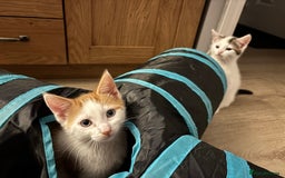 Domestic Shorthair cats for sale: Sweet, Playful Kittens Ready for Loving Homes 🐱 - Image 5