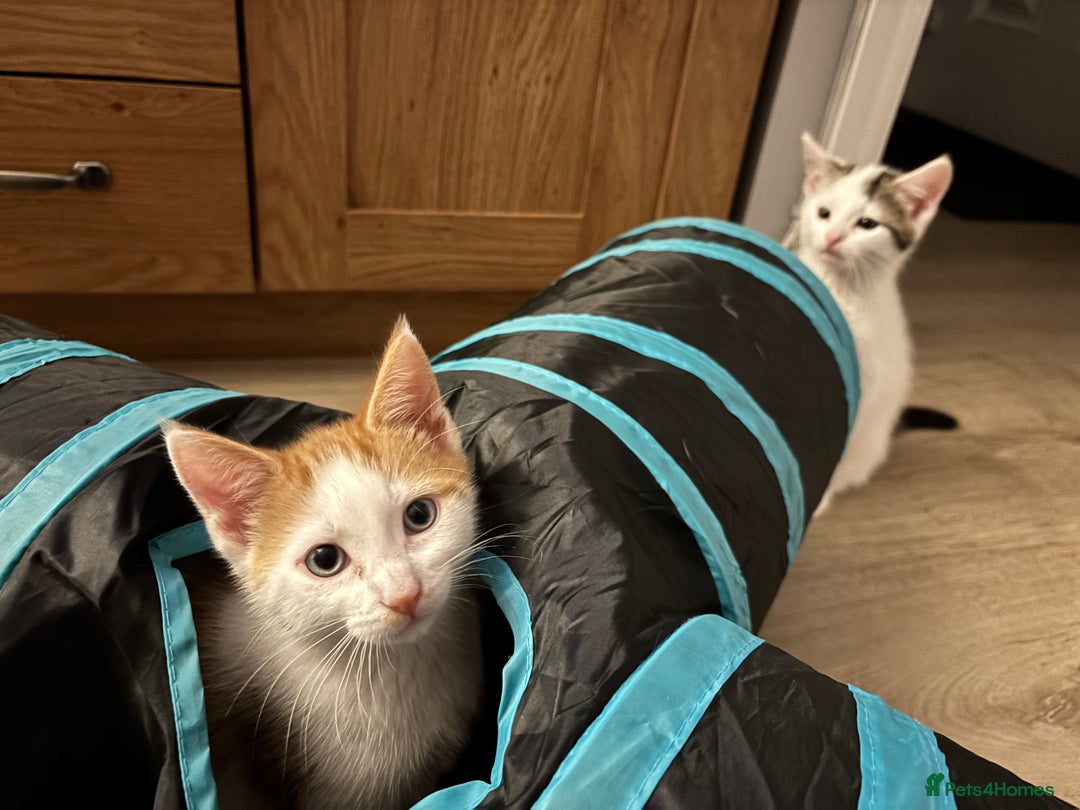 Domestic Shorthair cats for sale: Sweet, Playful Kittens Ready for Loving Homes 🐱 - Image 5