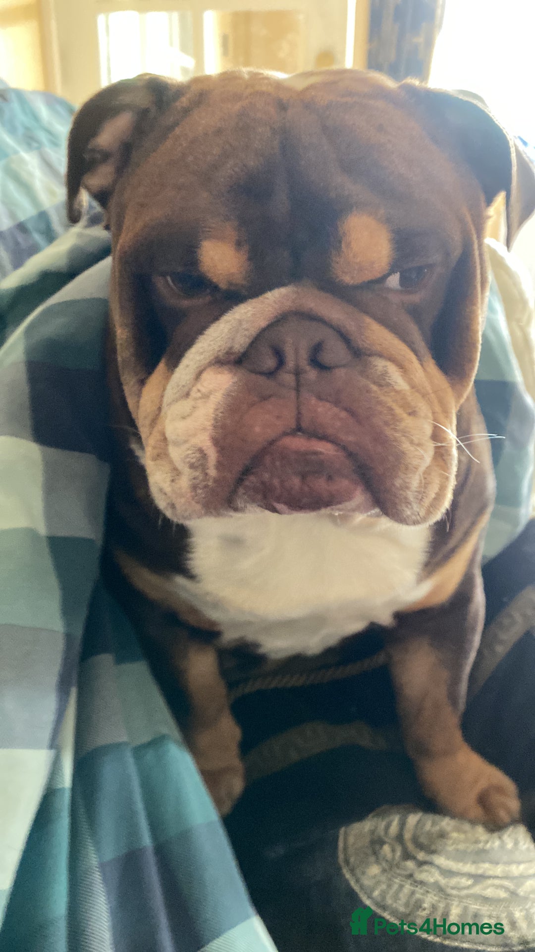 English Bulldog dogs for stud: Exclusive Tri-Colour Chocolate English Bulldog  - Image 5
