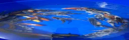 Koi Carp fish for sale: 3-4 inch Koi - Advert 9