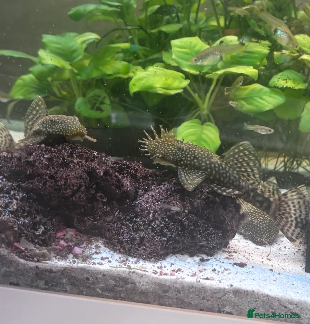 Plecos fish for sale: Male and female pleco - Advert 8