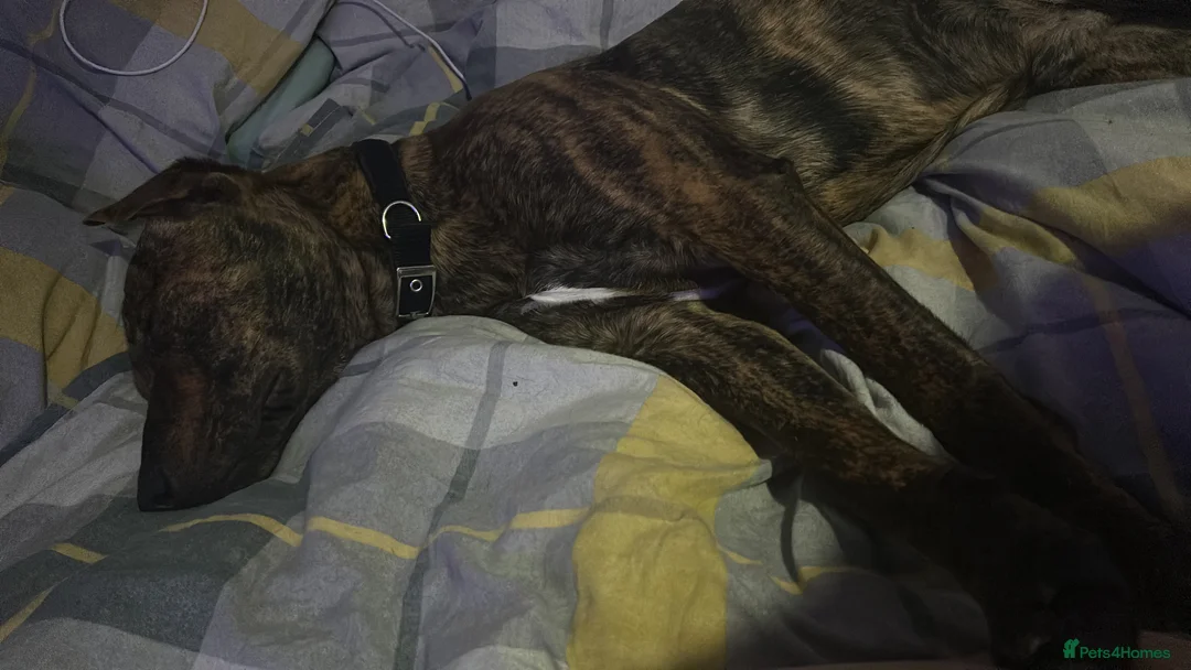 Mixed Breed dogs for sale: Looking for a loving home  - Advert 11