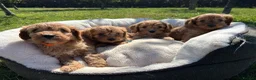 Cavapoo dogs for sale: Cavapoos🐶🥰 - Advert 3