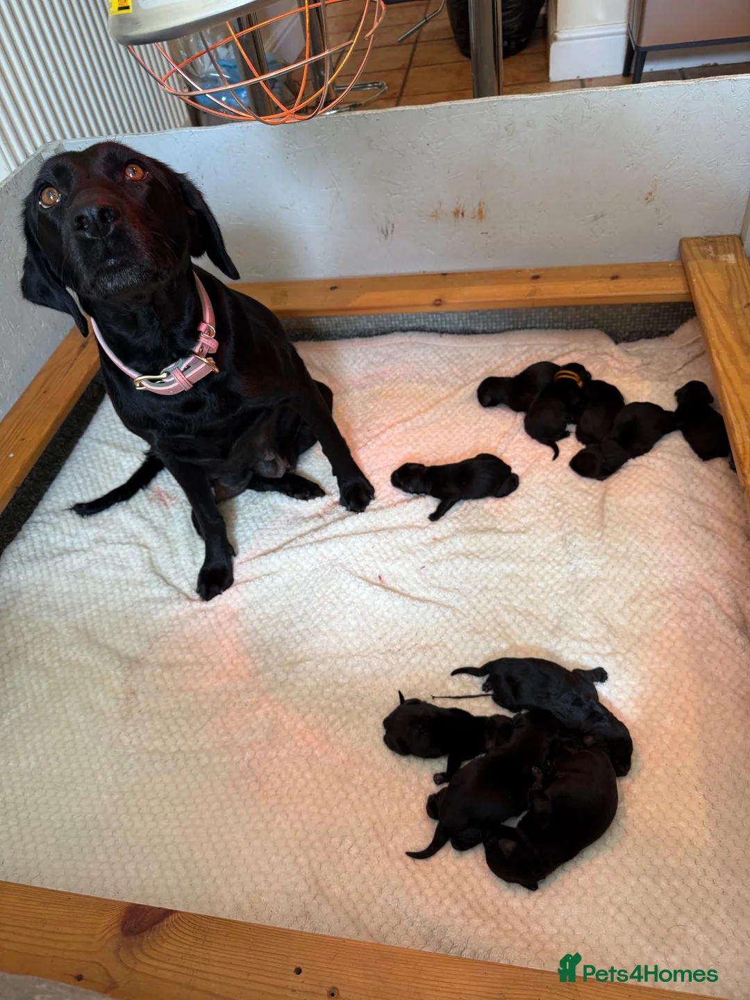 Labrador Retriever dogs for sale: Kc registered fully health tested Labrador puppies - Advert 11