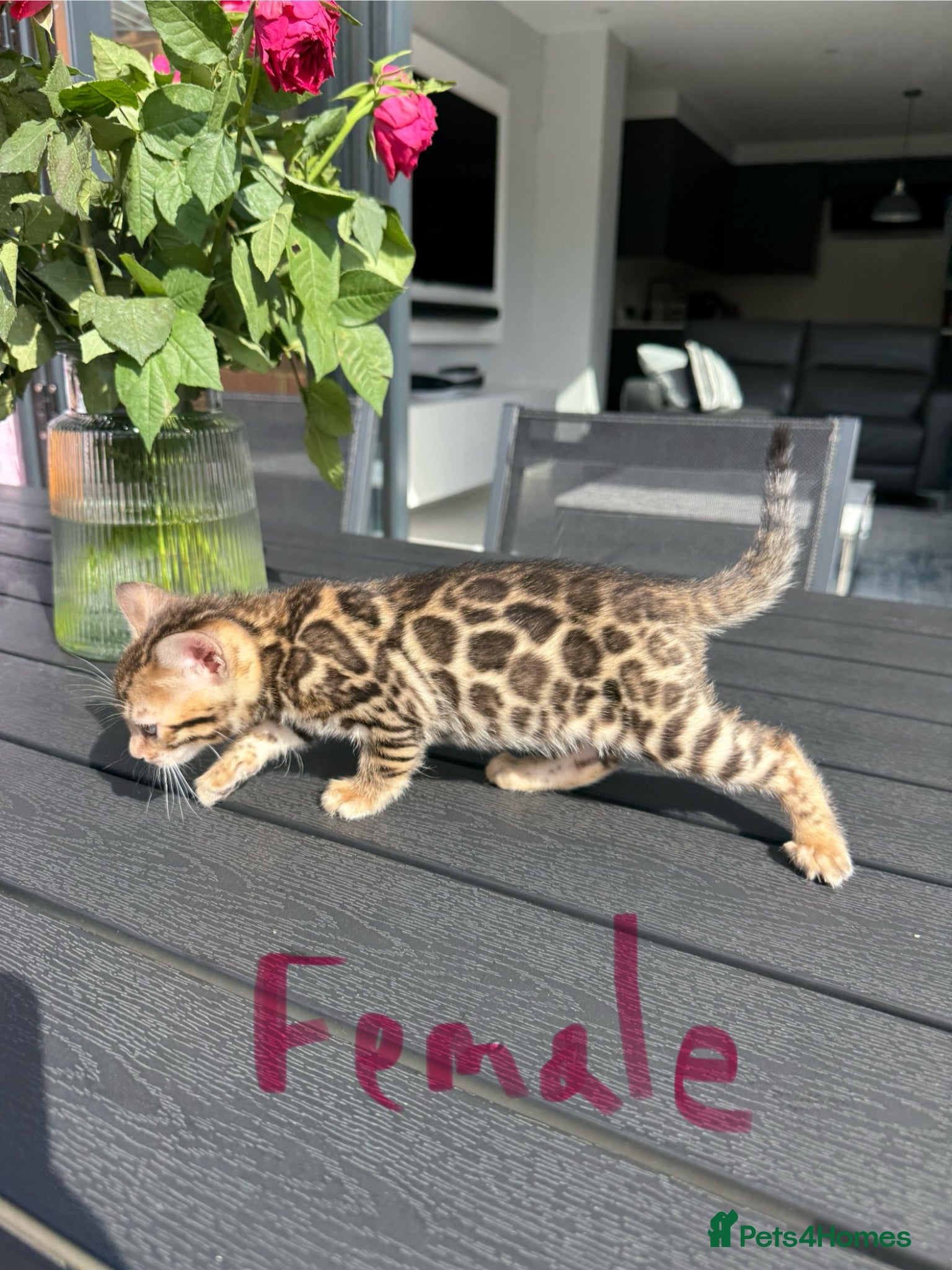 Bengal cats Female left,  TIKA 5th Pedigree bengal kittens  - Advert 6