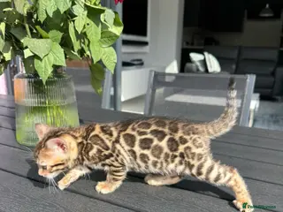 Bengal cats Female left, TIKA 5th Pedigree bengal kittens - Advert 6