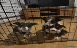 Border Collie dogs for sale: Border collie puppies for sale  - Image 13