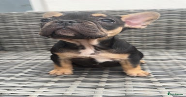 French Bulldog dogs - Advert 8
