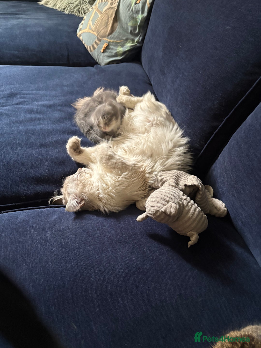 Ragdoll cats for sale: Gorgeous male ragdoll for sale  - Image 4