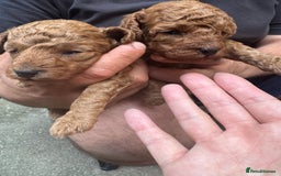 Toy Poodle dogs for sale: Deep red extra Tiny toy poodle KC registered puppy - Image 6