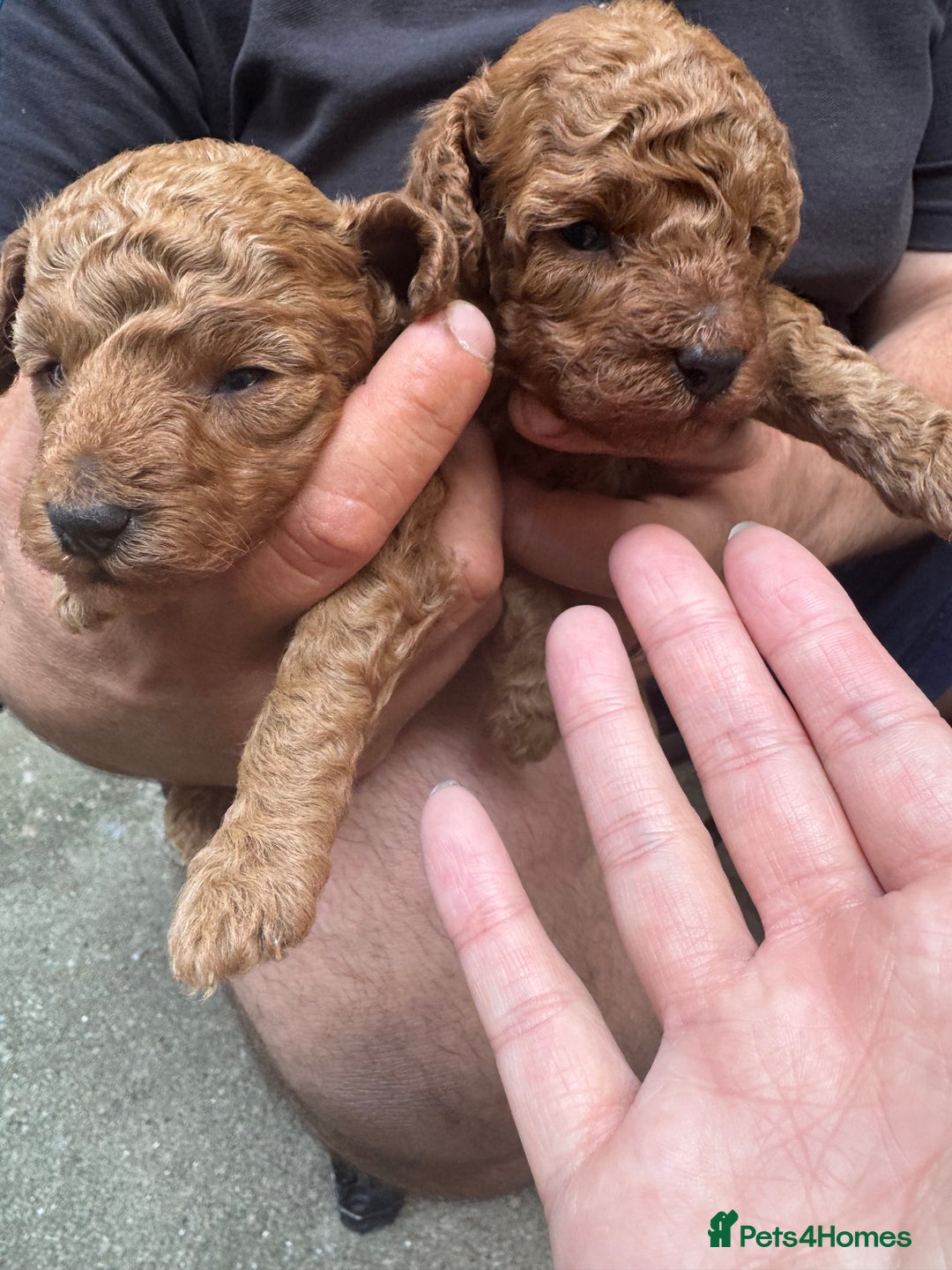 Toy Poodle dogs for sale: Deep red extra Tiny toy poodle KC registered puppy - Image 6