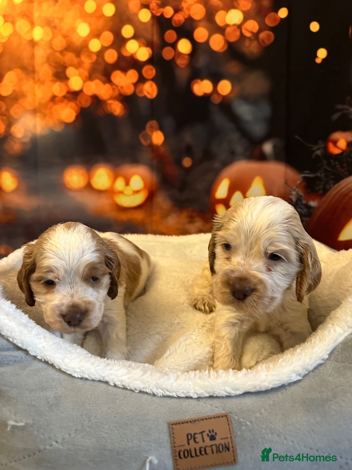 Cocker Spaniel dogs Exceptionally well health tested Kc show cockers - Advert 1