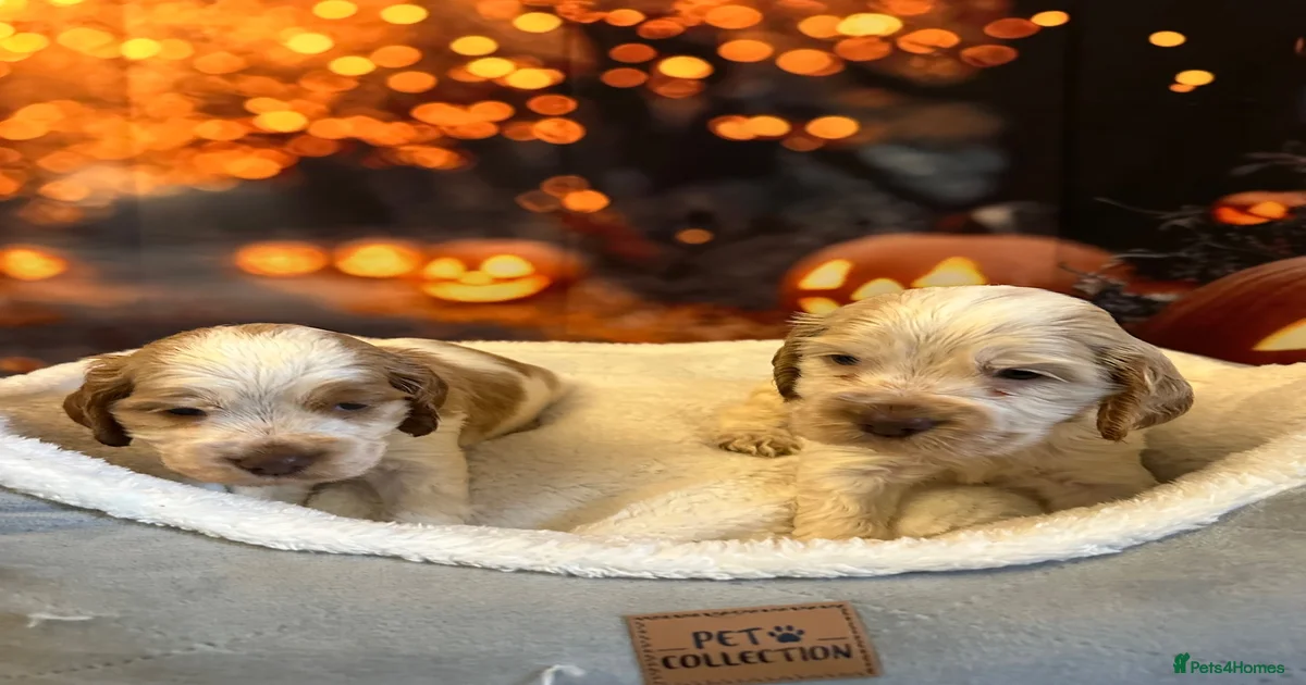Cocker spaniels Puppies for sale | Pets4Homes