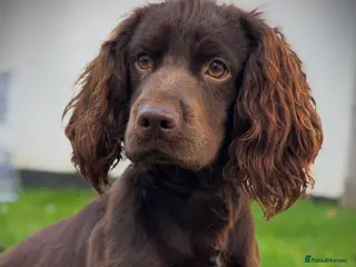 Cocker Spaniel dogs Chocolate cocker stud - Advert 2