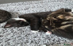 Scottish Fold cats for sale: Scottish Fold cross kitten  - Image 3