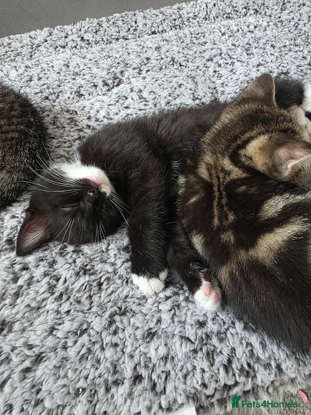Scottish Fold cats for sale: Scottish Fold cross kitten  - Image 3