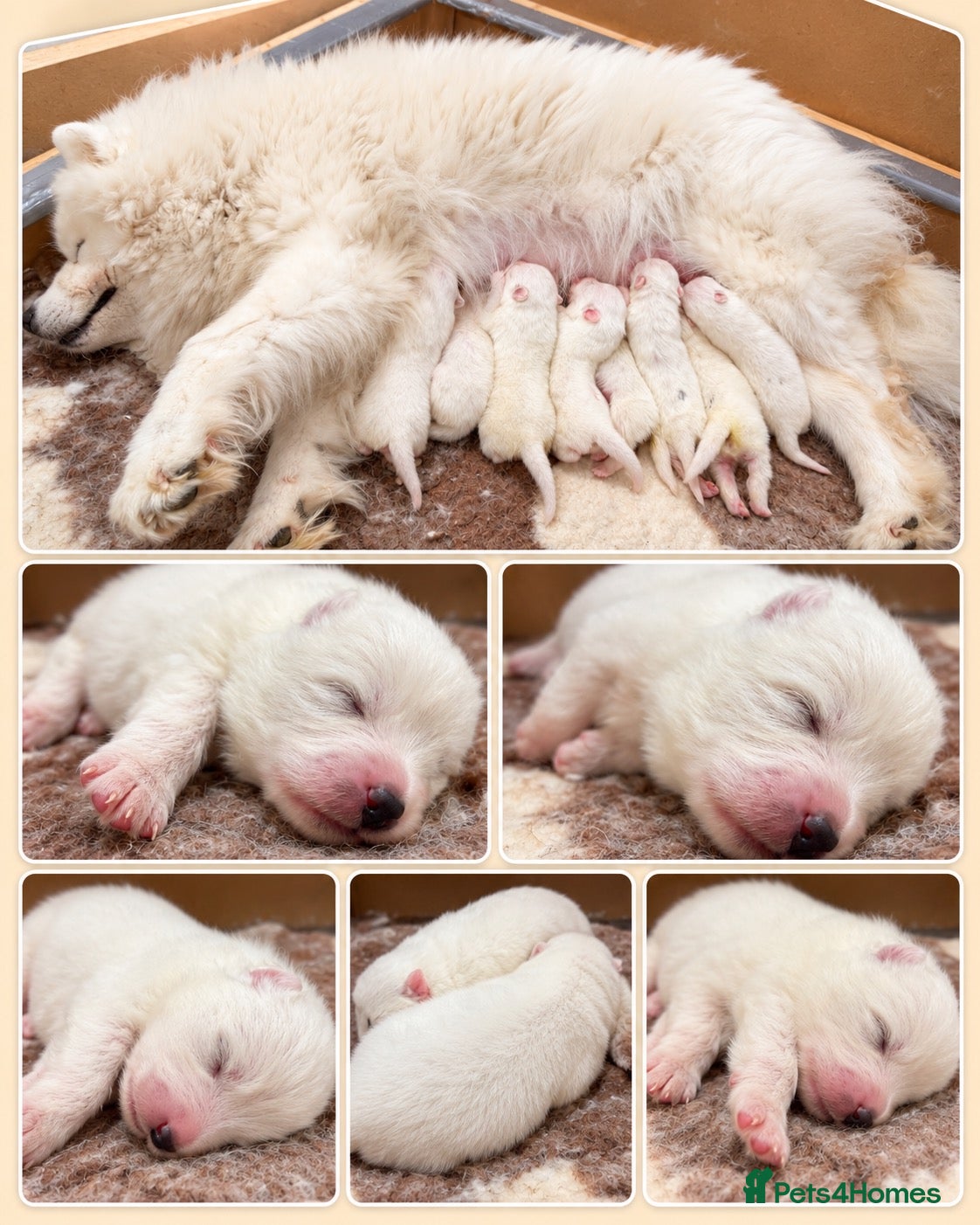 Samoyed dogs Two Samoyed Boys from Health-Tested KC Parents - Advert 1