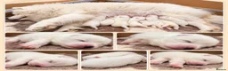 Samoyed dogs for sale: Two Samoyed Boys from Health-Tested KC Parents - Advert 1