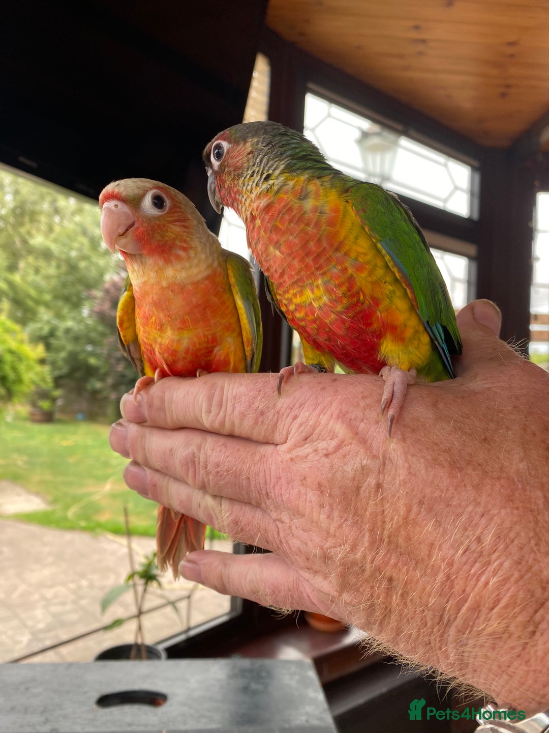 Conures birds for sale: Hand Tame Greencheek Conures - Image 3
