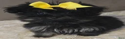 Pomapoo dogs for sale: Beautiful pomapoos - Advert 5