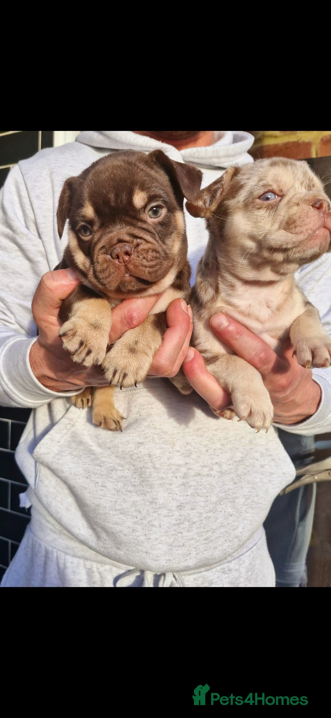 French Bulldog dogs for sale: Stunning puppies from £1500 - Advert 9