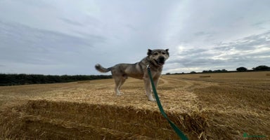 Mixed Breed dogs - Advert 3