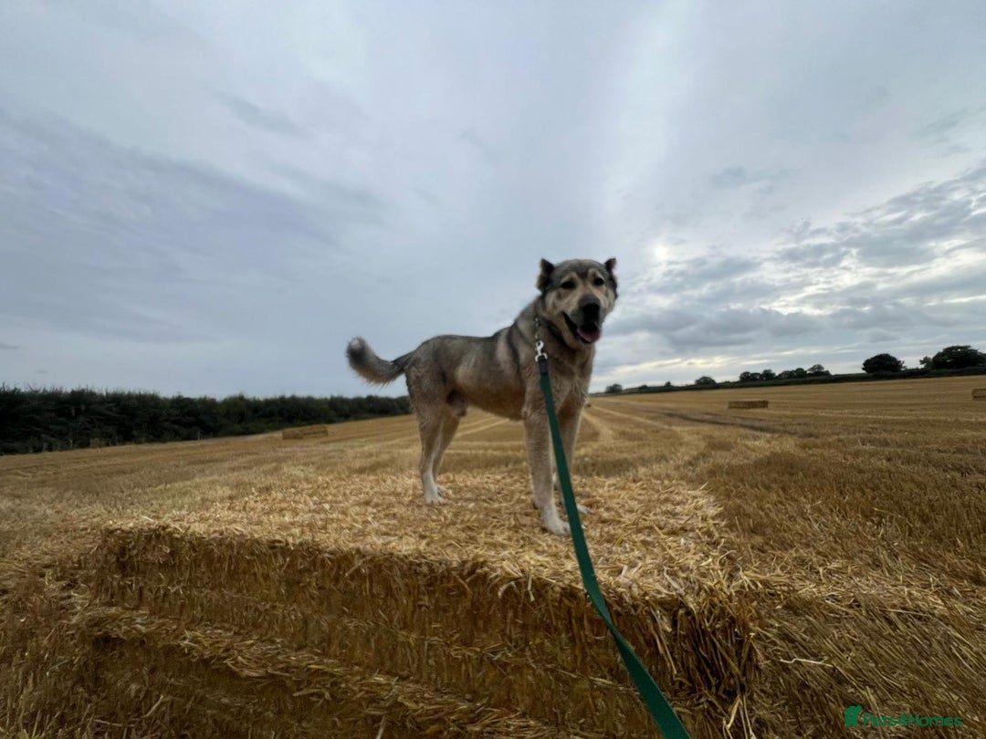 Mixed Breed dogs for sale: 🐾 Armenian Shepherd Security Dog - Meet Mango 🐾 - Image 2