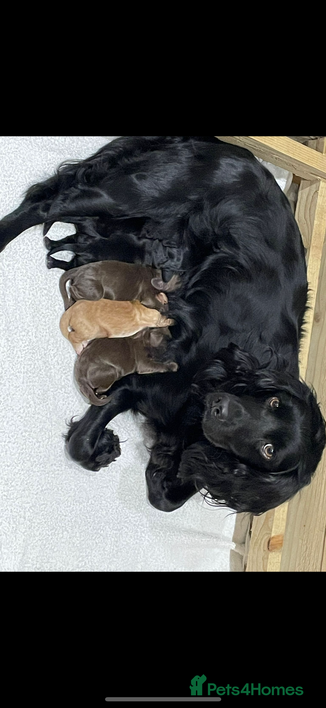 Cocker Spaniel dogs for sale: 5 Adorable working cocker spaniel pups 🐶  - Image 3